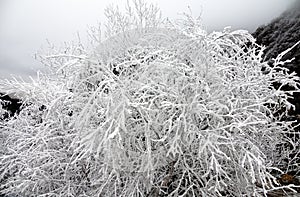 Frost-covered trees, bushes, grasses with coming frost photo