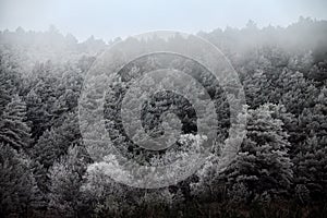 Frost-covered trees, bushes, grasses with coming frost photo