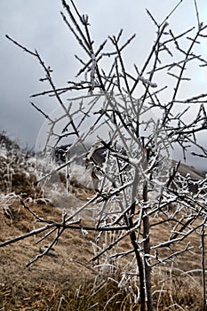 Frost-covered trees, bushes, grasses with coming frost photo