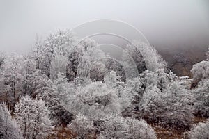 Frost-covered trees, bushes, grasses with coming frost photo