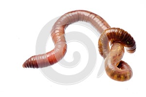 Earth worm