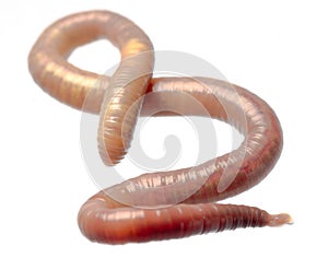 Earth worm