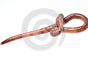 Earth worm