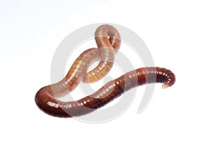 Earth worm