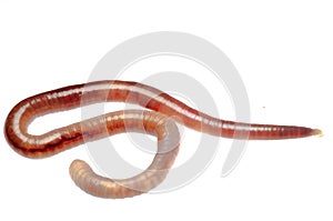 Earth worm