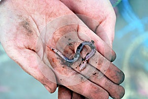 Earth Worm in Childs Hands