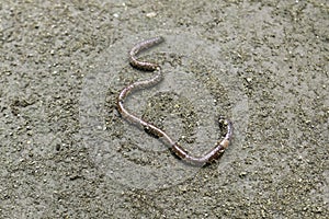 Earth worm close-up in a fresh wet earth, visible rings on the body of a worm