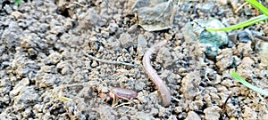 earth worm close-up in a fresh wet earth, visible rings on the body of a worm