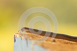 Earth worm close up walking on a wood chop. Macro photography.