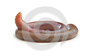 Earth worm isolated on white