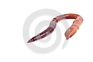 Earth worm isolated on white background
