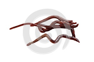 Earth worm isolated on white background