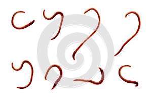 Earth worm isolated on white background
