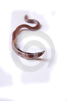 Earth Worm Macro