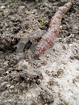Earth worm