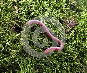 Earth worm on a moss background