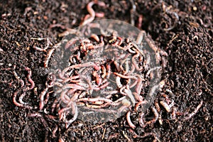 Earth Worms