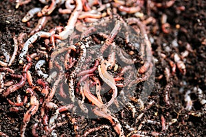 Earth Worms