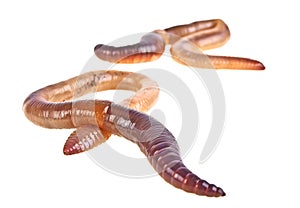 Earth worms isolated on white background