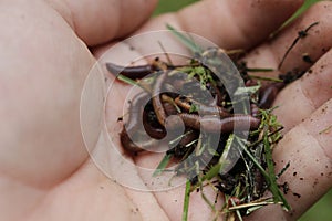 Earth worms known as red wigglers in a mans hand. these worms are used for bait and to compost organic waste