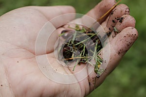 Earth worms known as red wigglers in a mans hand. these worms are used for bait and to compost organic waste