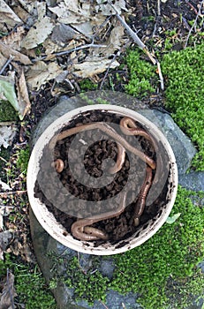 Earth worms