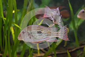 Eartheater ciclid Geophagus winemilleri from Brazil