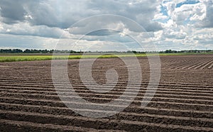 Earthed potato ridges on a large Dutch field