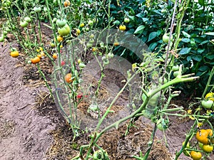 Earthen beds, growing fruit crops. tomatoes grow in the garden. red, yellow, round and juicy fruits in the greenhouse. gardening,