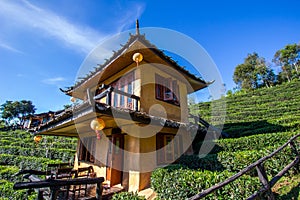 Earthen buildings and U-Long tea plantations at Ban Rak Thai Village,near Thai-Myanmar border,Mae Hong Son province,Northern Thail