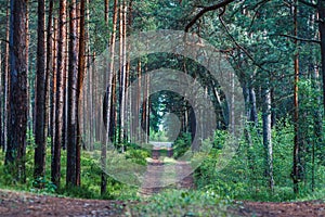 Earthen road through pine forest.