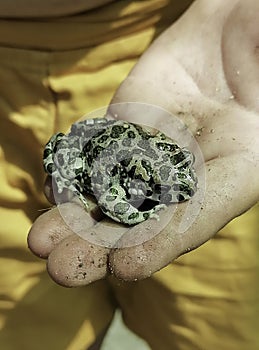 An earthen toad on a child's hand human hand in a glove holds an earthen toad