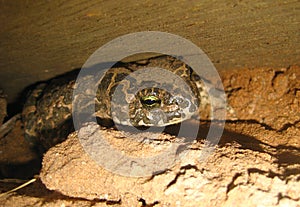 Earthen toad