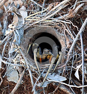 Earthen wolf spider in its hole awaits prey. Close up. Lycosidae, Hogna. Horror. Arachnidae photo