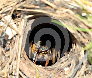 Earthen wolf spider in its hole deep underground. Close up. Lycosidae, Hogna. Horror.