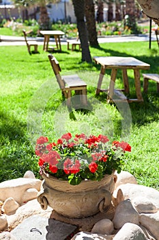 Earthenware jug with growing red flowers is in summer garden, wooden table and chairs for picnic are on green grass meadow