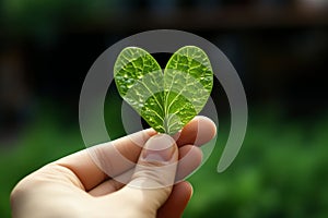 Earths love heart shaped Capsella leaf held, symbolizing love and environmentalism