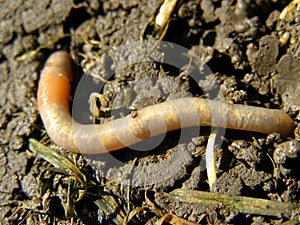 Earthworm