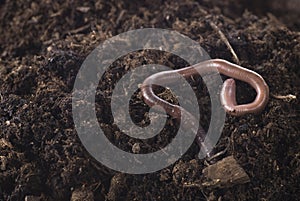 Earthworm