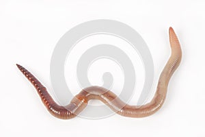 Earthworm