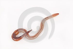 Earthworm