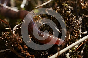 Earthworm
