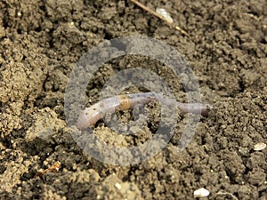 Earthworm