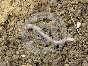 Earthworm