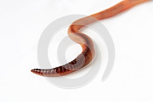 Earthworm