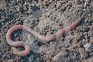 Earthworm