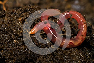 EarthWorm