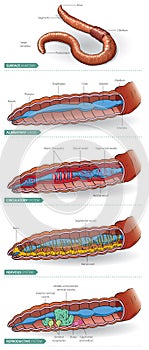 Earthworm-anatomy