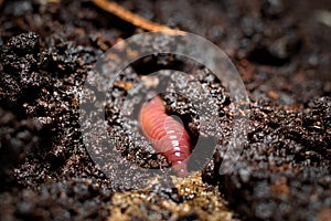 Earthworm burrowing into the wet soil
