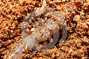 Earthworm close-up. Worm in the compost pit. Earthworm in compost